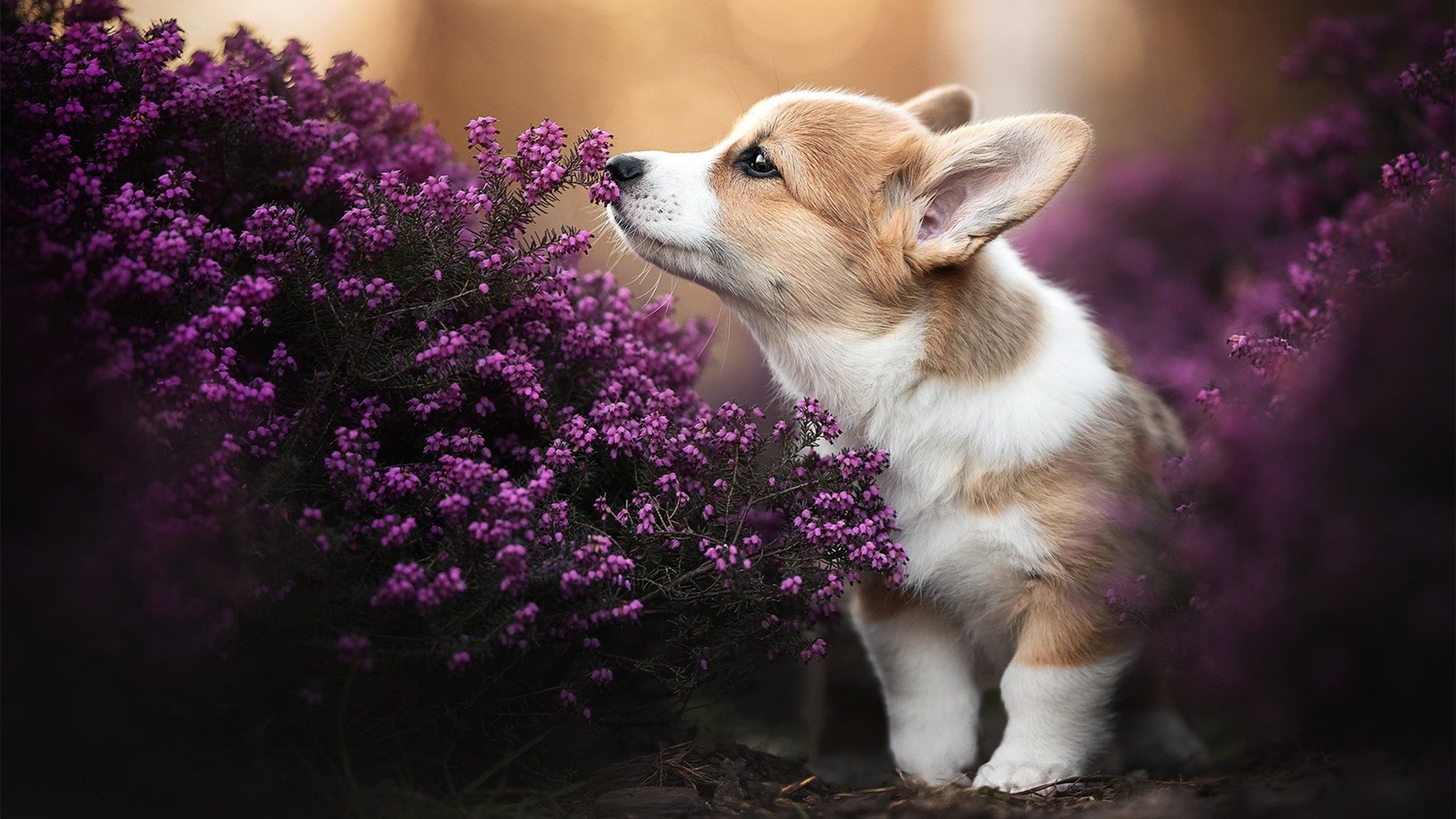 乐鱼体育app官方入口-塔特帮助袋鼠队在橄榄球锦标赛中超越传统强队