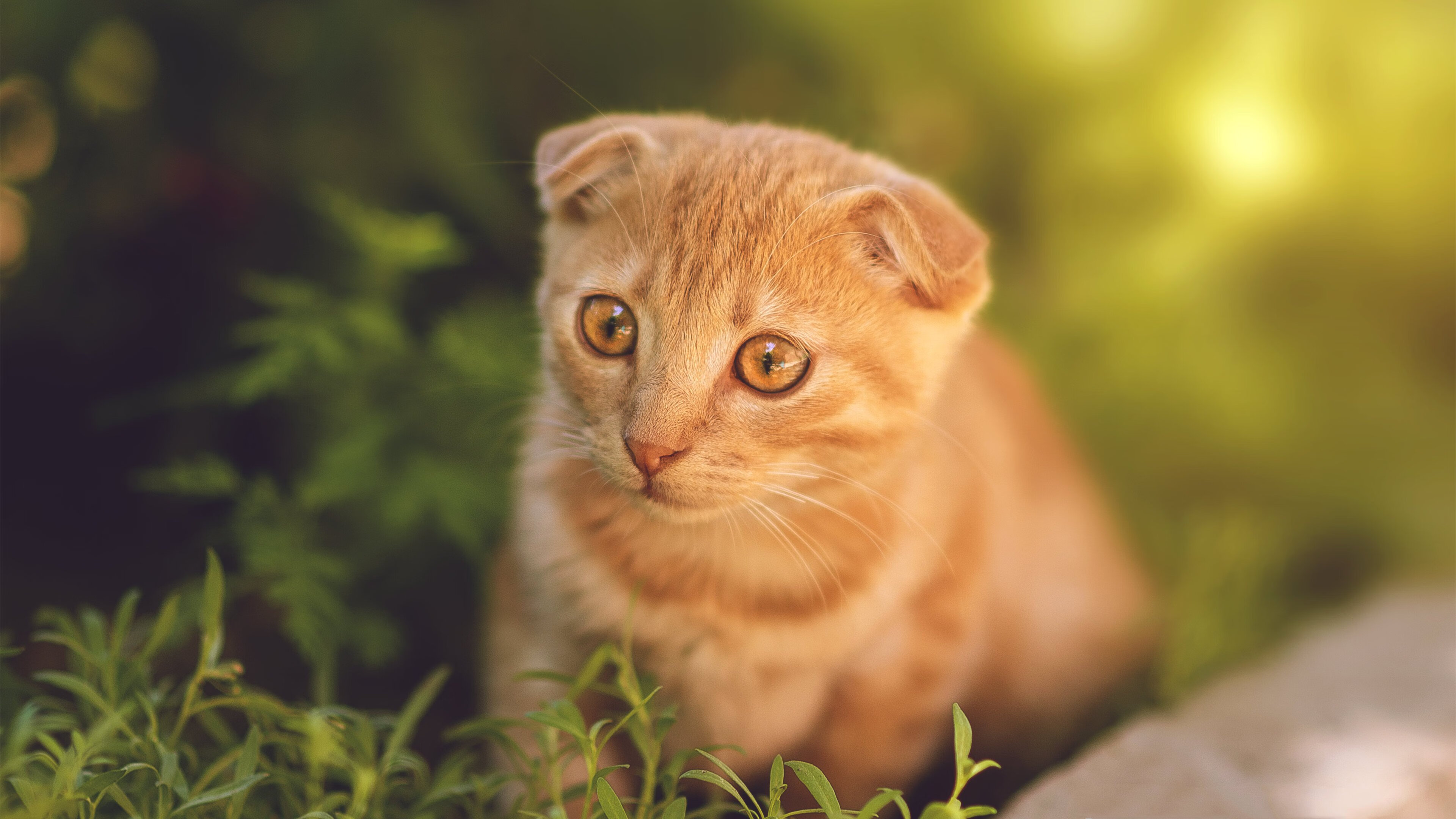 乐鱼体育app官网下载-棒球联赛火热进行中 球迷热情高涨，棒球队比赛